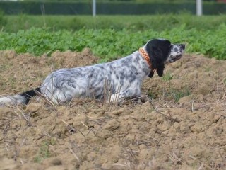 "Allenamento" cani da ferma