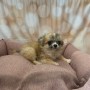 cucciola-di-chihuahua-tricolore-femmina-small-0