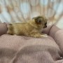 cucciola-di-chihuahua-tricolore-femmina-small-1
