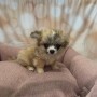 cucciola-di-chihuahua-tricolore-femmina-small-3