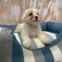 cucciolo-di-maltese-bianco-maschio-small-3