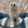 cucciolo-di-maltese-bianco-maschio-small-1