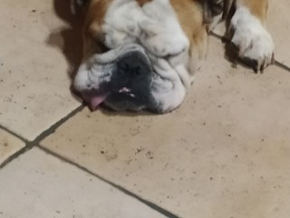 Bulldog inglese