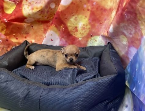 Cucciolo di Chihuahua Merle maschio