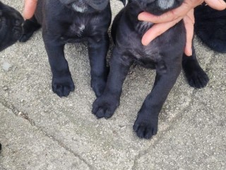 Cuccioli di cane corso