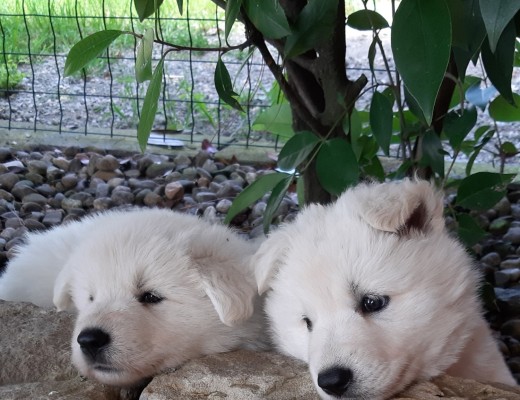 Disponibile cuccioli Pastore Svizzero Bianco