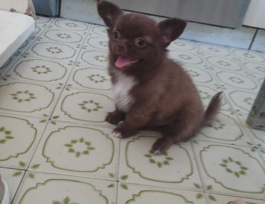 Chihuahua maschietto selezionato