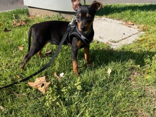 Meraviglioso Pinscher nano