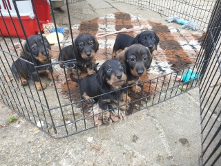 Cuccioli di bassotto a pelo duro