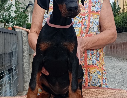 Cucciola di Dobermann