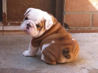 Disponibili cuccioli sani di bulldog inglese