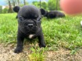 disponibili-cuccioli-simil-bulldog-francese-small-4