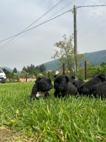 disponibili-cuccioli-simil-bulldog-francese-big-2