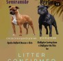 cuccioli-di-staffordshire-bull-terrier-small-0
