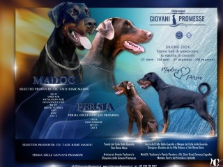 Dobermann cuccioli selezionati