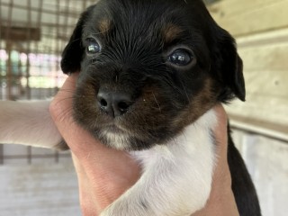 Cuccioli di Epagneul Breton