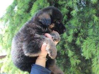 Cuccioli di pastore tedesco