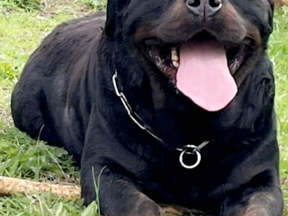 Rottweiler