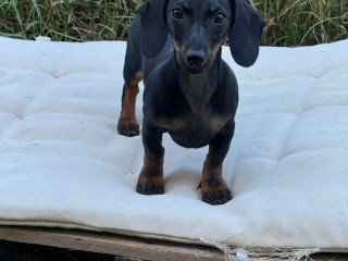 Cucciolo bassotto a pelo corto