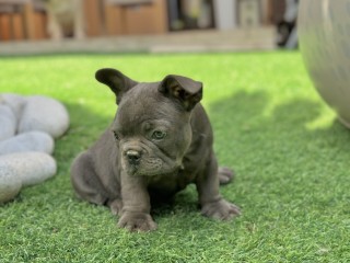 Simil Bulldog francese