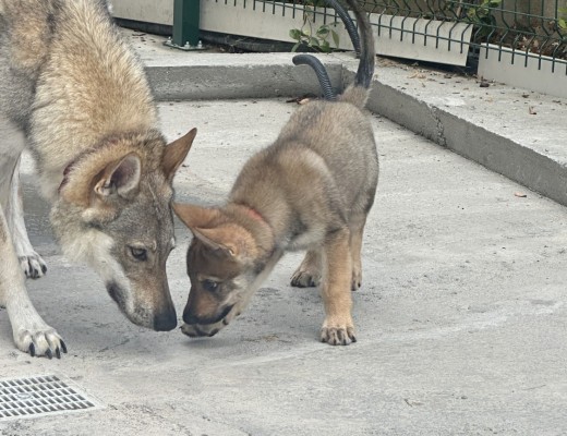 Cucciolata di cane lupo cecoslovacco