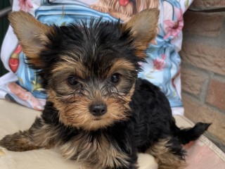 Simil Yorkshire Terrier