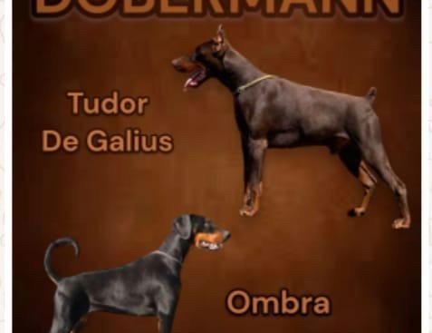 Cuccioli di Dobermann