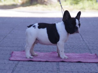 Bouledogue Francese pedigree