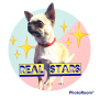 chihuahua-real-stars-small-0