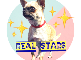 CHIHUAHUA REAL STARS