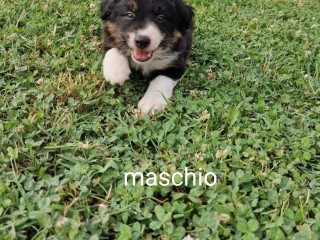 Cuccioli di border collie