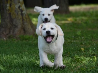 Allevamento Labrador Retriever riconosciuto ENCI/FCI