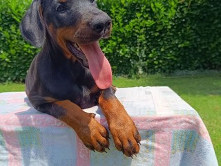 Dobermann cucciolo