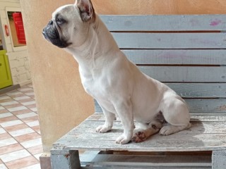 Simil BULLDOG FRANCESE PER ACCOPPIAMENTO