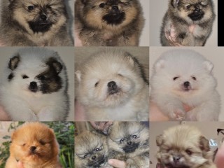 Pomerania spitz nano enci