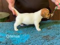 allevamento-jack-russell-terriers-di-villa-bosi-small-2