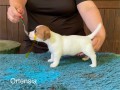 allevamento-jack-russell-terriers-di-villa-bosi-small-0