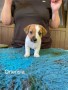 allevamento-jack-russell-terriers-di-villa-bosi-small-1