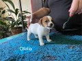 allevamento-jack-russell-terriers-di-villa-bosi-small-1