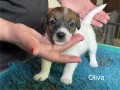 allevamento-jack-russell-terriers-di-villa-bosi-small-3