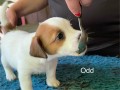 allevamento-jack-russell-terriers-di-villa-bosi-small-2