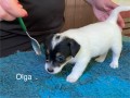 allevamento-jack-russell-terriers-di-villa-bosi-small-5