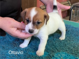 Allevamento Jack Russell Terriers di Villa Bosi