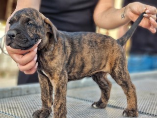 Cuccioli presa canario