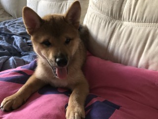 Cuccioli shiba inu