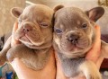 adorabili-cuccioli-in-cerca-di-case-amorevoli-small-0