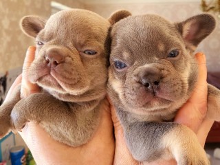 Adorabili cuccioli in cerca di case amorevoli