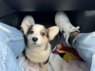 Corgi