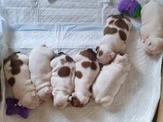 Cuccioli bulldog inglesi