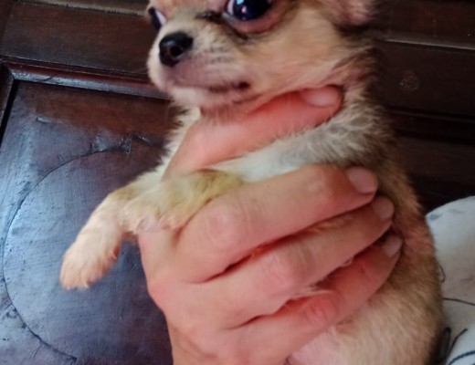 Chihuahua pelo lungo maschio